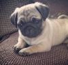 Puppies for sale Netherlands, Groningen Pug