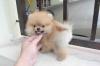 Puppies for sale Netherlands, Groningen Pomeranian Spitz