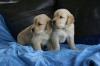 Puppies for sale United Kingdom, Belfast Golden Retriever