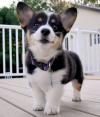 Puppies for sale Spain, Bilbao , Welsh Corgi Pembroke