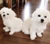 Puppies for sale Spain, Bilbao Maltese