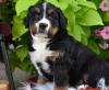 Puppies for sale Spain, Madrid Bernese Mountain Dog
