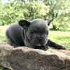 Puppies for sale Armenia, Armenia French Bulldog