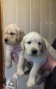 Puppies for sale Spain, Madrid Golden Retriever