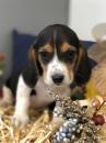 Puppies for sale Romania, Bucharest Beagle