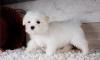 Puppies for sale Spain, Madrid Maltese