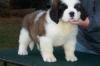 Puppies for sale Finland, Helsinki Other breed