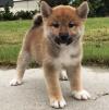 Puppies for sale Spain, Madrid , Shiba Inu