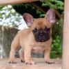 Puppies for sale Georgia, Burn French Bulldog