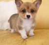 Puppies for sale Spain, Madrid , Welsh Corgi Pembroke