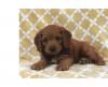 Puppies for sale Spain, Seville , Cockapoo