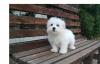 Puppies for sale Spain, Granada Maltese