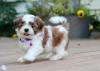Dogs free Denmark, Kopenagen Shih Tzu