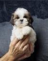 Puppies for sale Belarus, Gomel Shih Tzu