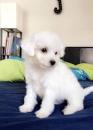 Puppies for sale Spain, Madrid Maltese