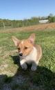 Puppies for sale Spain, Bilbao , Pembroke Welsh Corgi