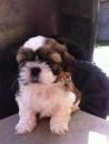 Puppies for sale Spain, Bilbao Shih Tzu