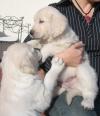 Puppies for sale Spain, Bilbao Golden Retriever