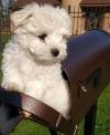 Puppies for sale Spain, Barcelona Maltese