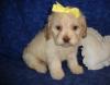 Puppies for sale Spain, Seville , Cockapoo