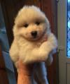 Puppies for sale Spain, Barcelona Samoyed dog (Samoyed)