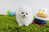 Puppies for sale Spain, Barcelona Pomeranian Spitz