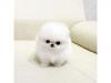 Puppies for sale Germany, Duisburg Pomeranian Spitz
