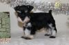 Puppies for sale Netherlands, Groningen Other breed, Miniature Schnauzer