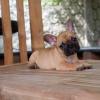 Puppies for sale Estonia, Kohtla-Jarve French Bulldog