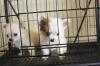 Puppies for sale Germany, Berlin Chihuahua