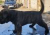 Puppies for sale Netherlands, Amsterdam Rottweiler