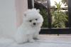 Puppies for sale Hungary, Gyor Pomeranian Spitz