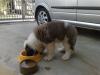 Puppies for sale Germany, Berlin Other breed