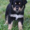 Puppies for sale Kazakhstan, Kyzylorda German Shepherd Dog