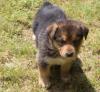 Puppies for sale Poland, Warsaw German Shepherd Dog