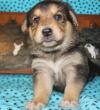 Puppies for sale Luxembourg, Luxembourg German Shepherd Dog