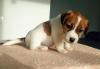 Puppies for sale Germany, Berlin Jack Russell Terrier