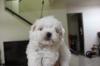 Puppies for sale Denmark, Aalborg Maltese