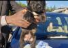 Puppies for sale Slovenia, Ljubljana Rottweiler
