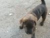 Puppies for sale Portugal, Lisbon Rottweiler
