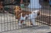 Puppies for sale Hungary, Szeged English Bulldog