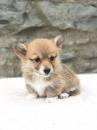 Puppies for sale Finland, Alajarvi Other breed, PEMBROKE WELSH CORGI