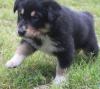 Puppies for sale Spain, Barcelona German Shepherd Dog