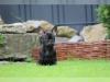 Puppies for sale Lithuania, Mazeikiai French Bulldog