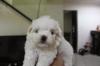 Puppies for sale Austria, Graz Maltese