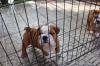 Puppies for sale Germany, Berlin English Bulldog