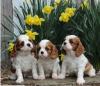 Puppies for sale Spain, Guadalajara King Charles Spaniel