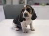 Puppies for sale Germany, Berlin Beagle