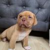Puppies for sale Finland, Helsinki Other breed, DOGUE DE BORDEAUX