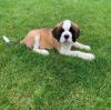 Puppies for sale Denmark, Aarhus Other breed